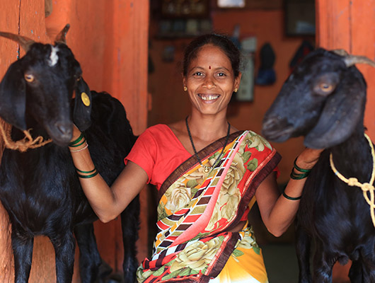 Swades Foundation Sse Goat